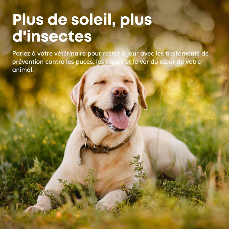 Plus de soleil, plus d’insectes