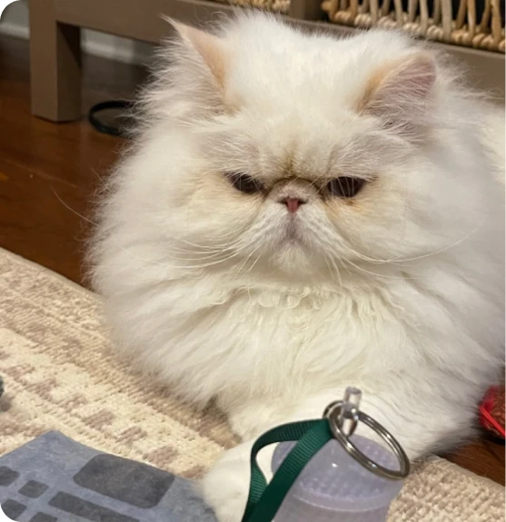 white persian cat on floor with portable water bottle