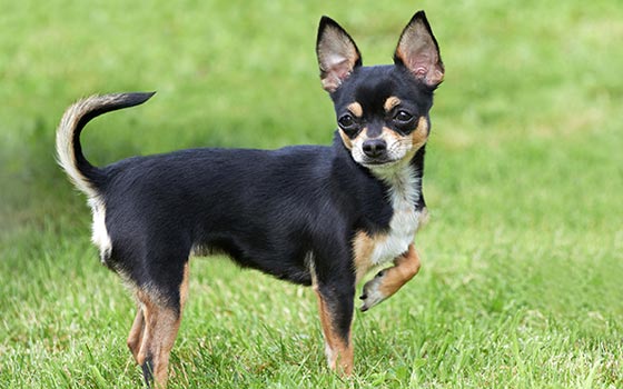A tri-colored Chihuahua standing on grass with one front leg held up