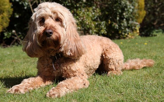 A Cockapoo dog with long ears laying outdoors on grass in the sun.