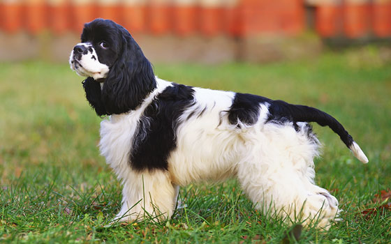 A two-colored Cocker Spaniel