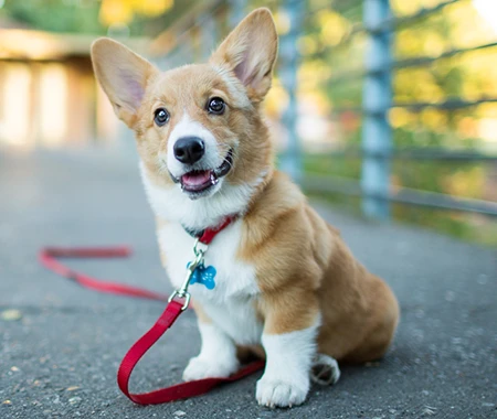 A dog with a red leash looks wistfully into the distance