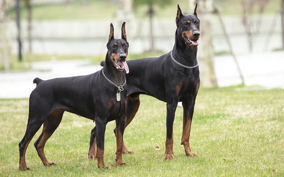Two Doberman Pinschers standing side by side outdoors wearing chain collars.