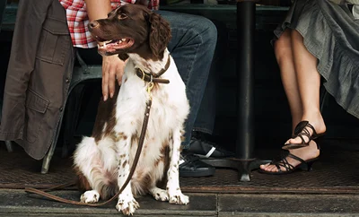 A brown and white dog sitting beside a table at a restaurant