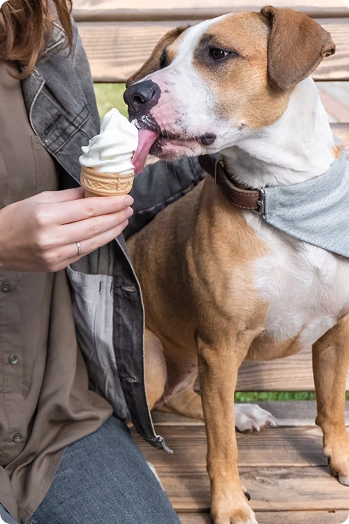 A dog eating ice cream