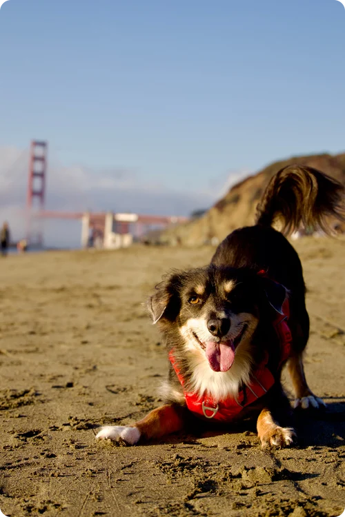 A dog on the beach ready to play