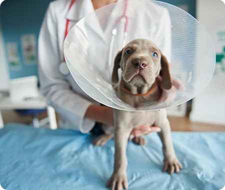 A dog wearing a cone of shame