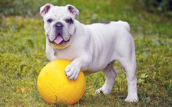 cards Get to Know the English Bulldog