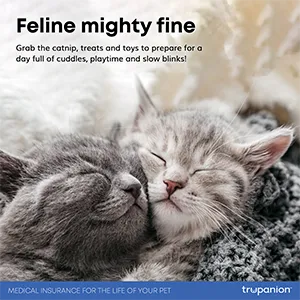 Feline mighty fine