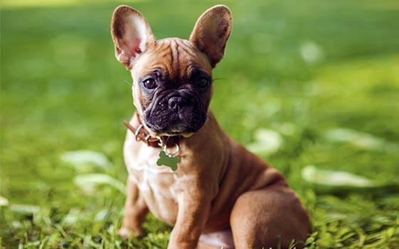 French Bulldog puppy sitting oudoors, ears up.