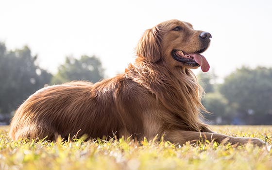 Golden Retriever laying in a sunny field with tongue out.