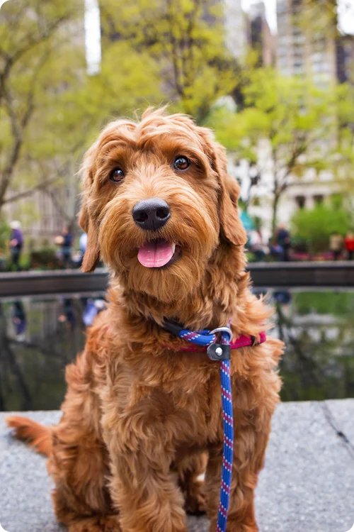 A dog with a blue leash staring at you