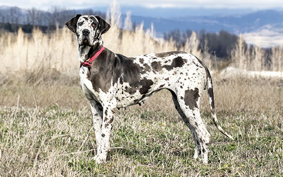 A black and white spotted Great Dane wearing a red collar and standing outside.