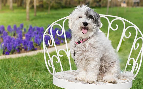 A happy-looking Havanese dog breed sitting on a white chair outdoors by some purple flowers.