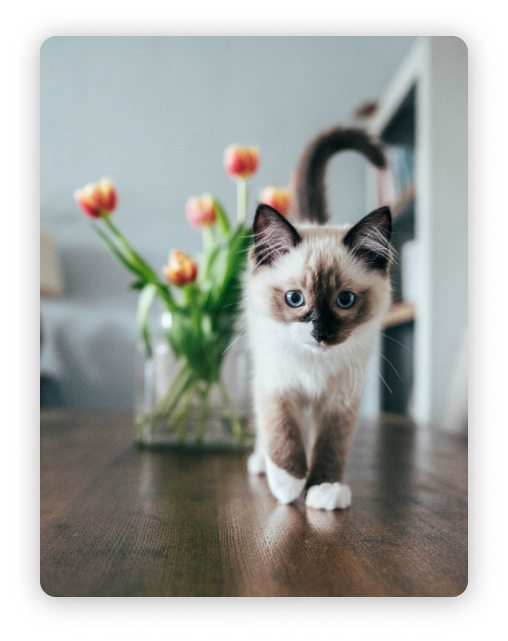 cat walking forward away from vase of tulips