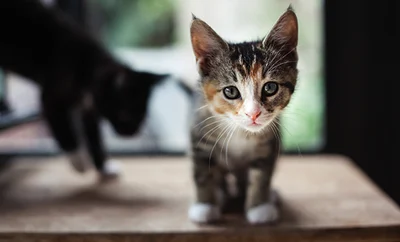 A kitten staring at you
