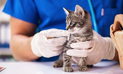 A kitten and a veterinarian