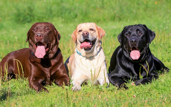Three labrador retrievers of different colors laying calmly in the sun.