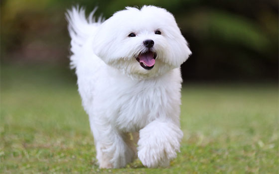 Hypoallergenic dog breed with a white coat walking on green grass