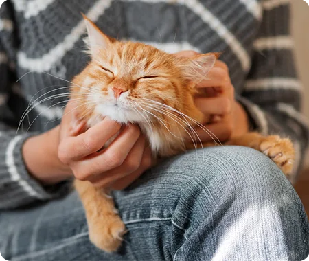 An orange cat on someone's lap