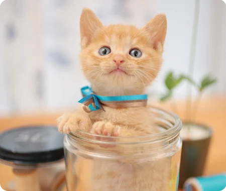 Orange kitten in a jar