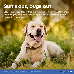 Sun's out, bugs out