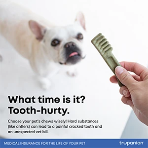 What time is it? Tooth-thirty