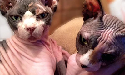 Two hairless cats