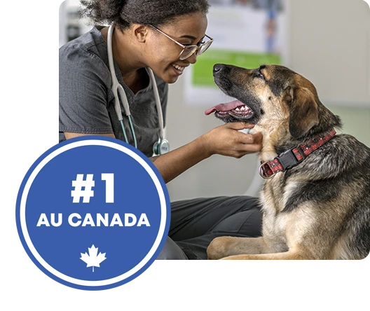 Un vétérinaire avec un chien