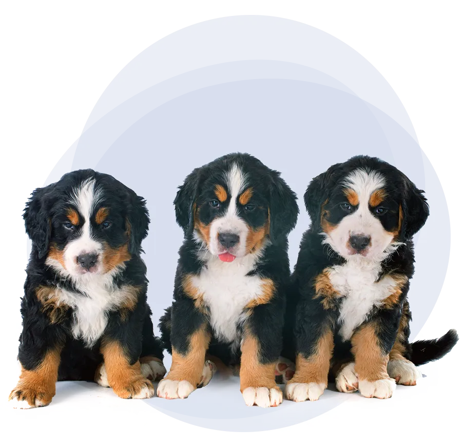 Bernese Mountain Dog puppies
