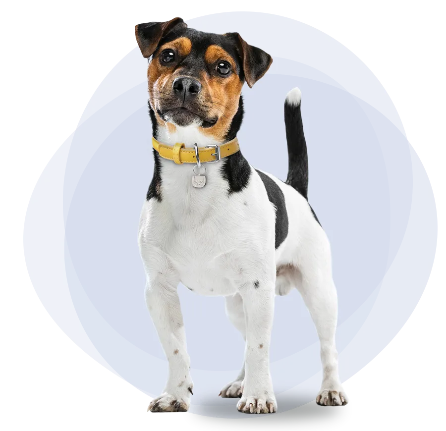 Joyeux berger australien multicolore tourné vers l'avant pour en savoir plus sur les réclamations d'assurance pour animaux de compagnie.