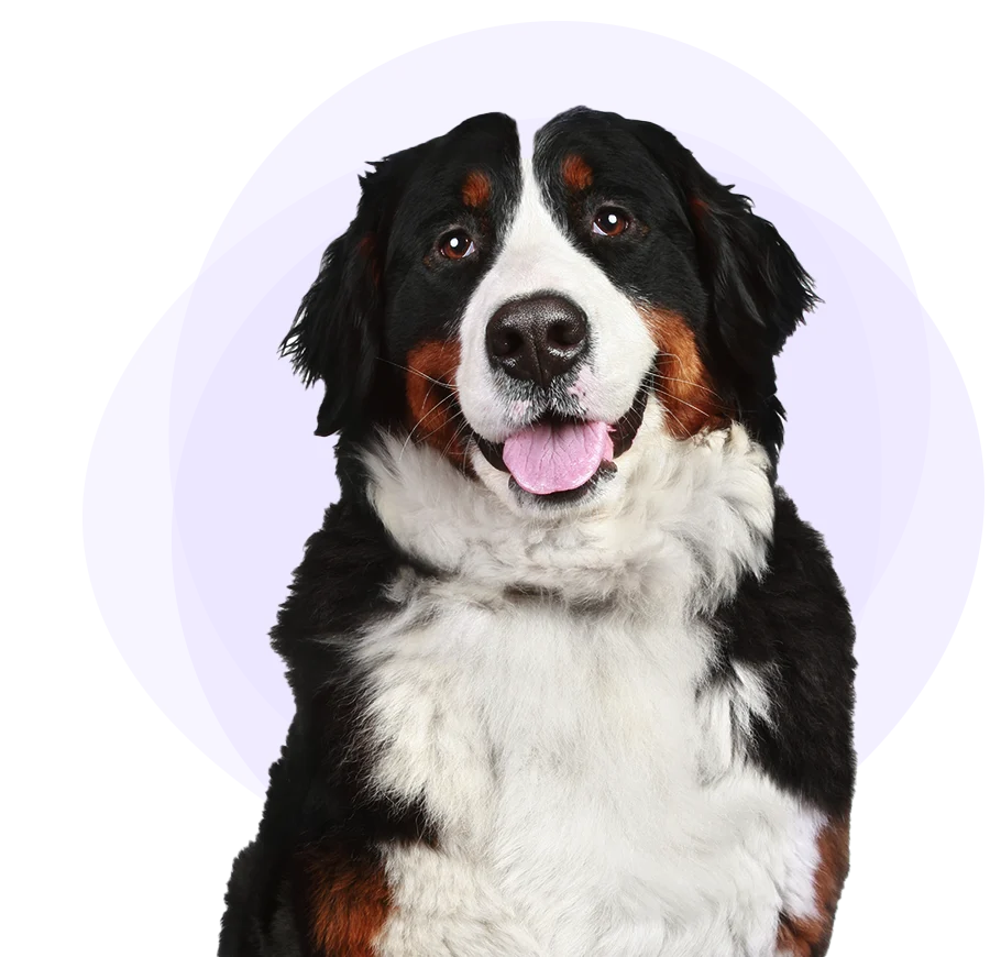 A Bernese Mountain Dog looking smug