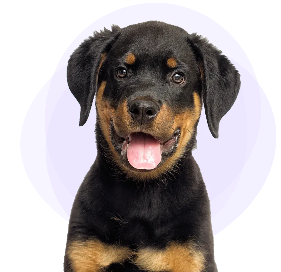 A black and brown puppy sitting happily for the best puppy insurance.