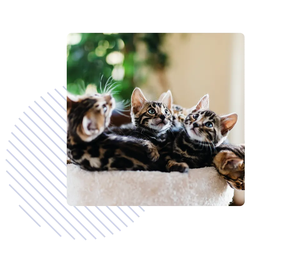 hero-breeder-ghdo-cat-basket