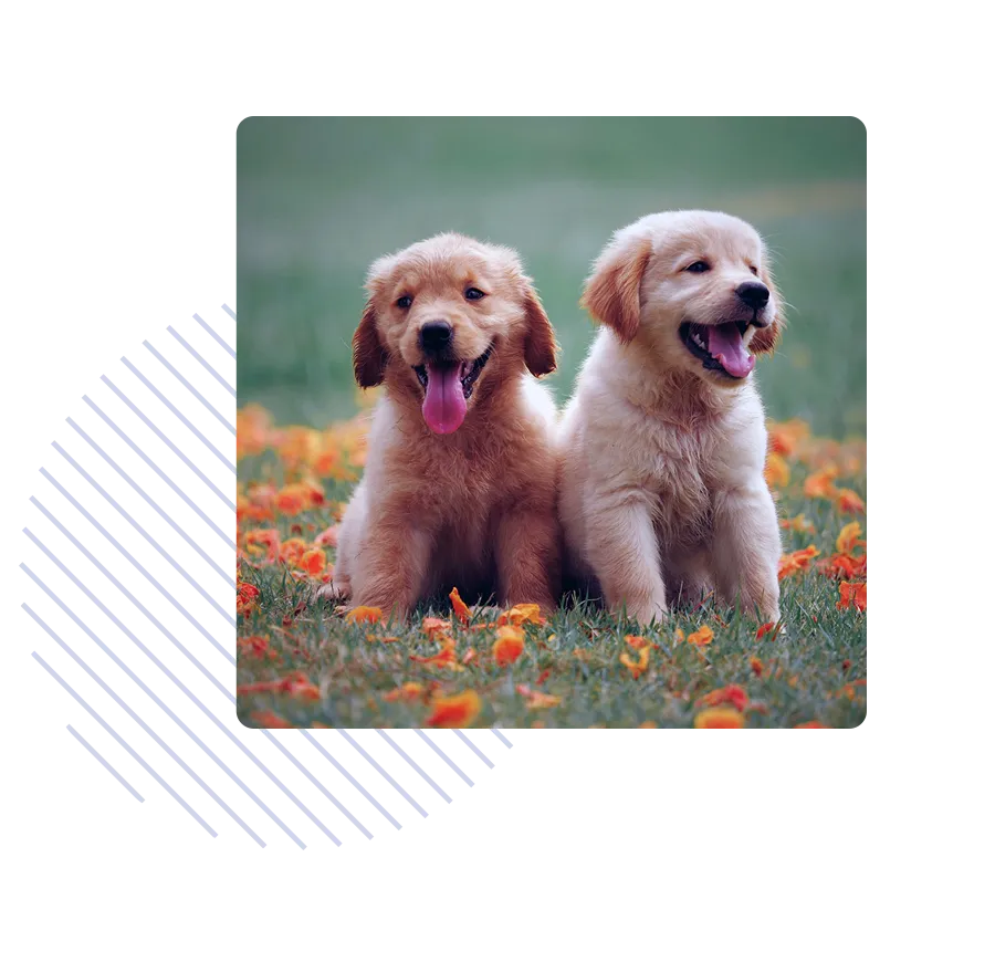 Two golden retriever puppies covered by breeder pet insurance sitting in a field with orange flowers.