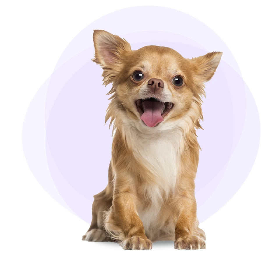 A Chihuahua with its mouth open