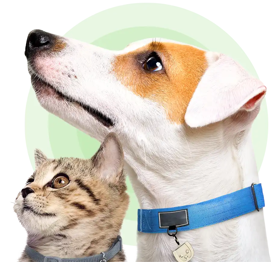 A car and a dog staring at something you can't see