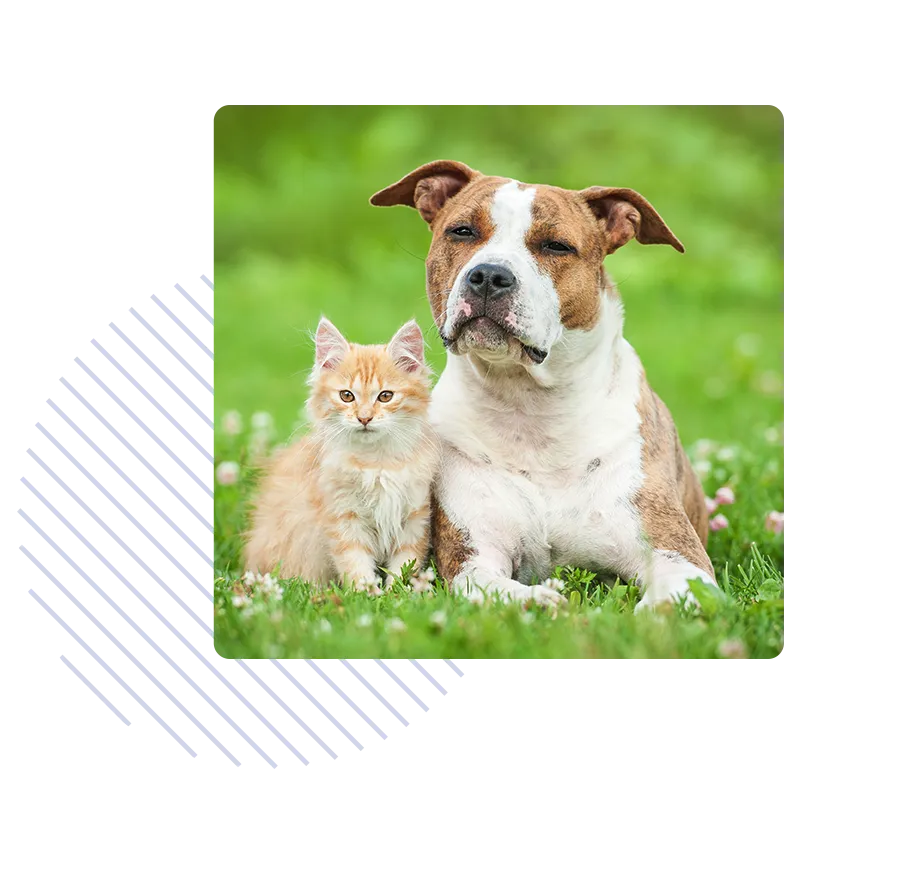 A cat and a dog sit next to each other in the grass