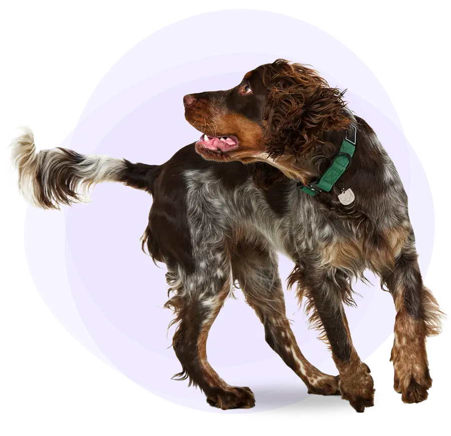 A dog looking over his shoulder at Trupanion dog insurance.