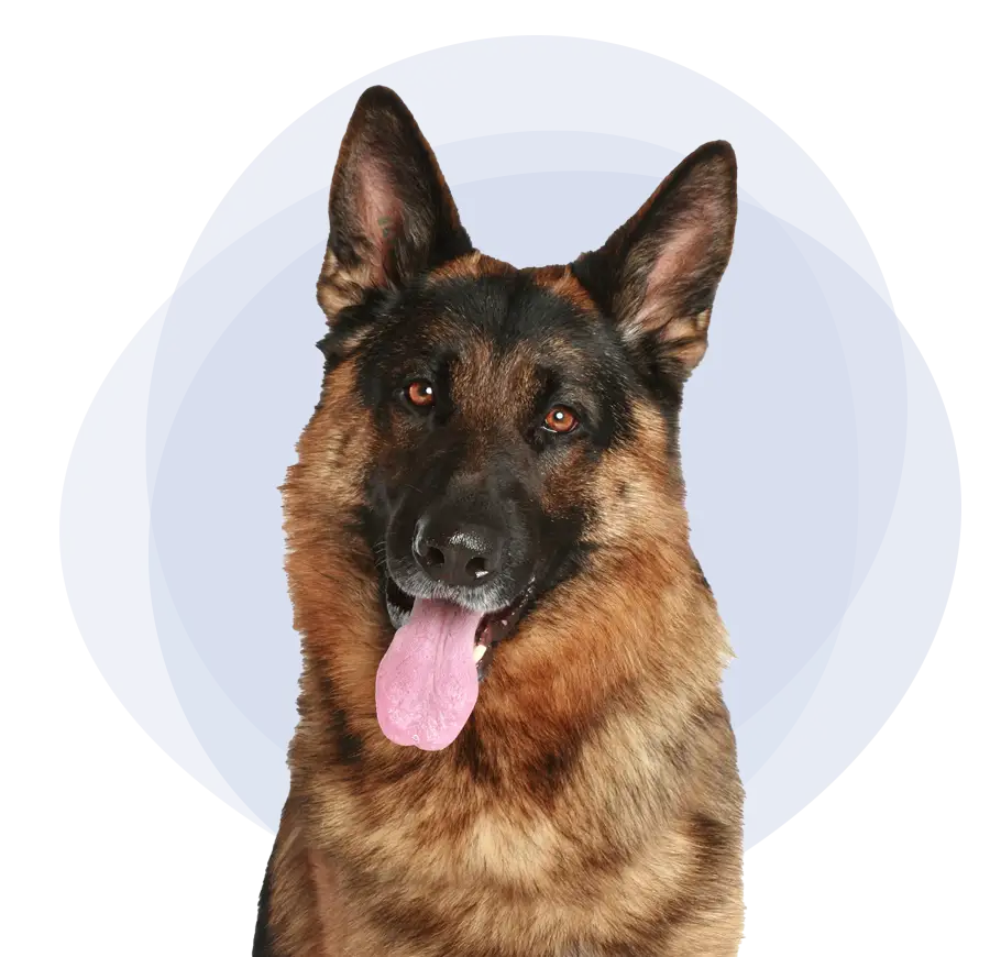 German Shepherd dog with tongue sticking out