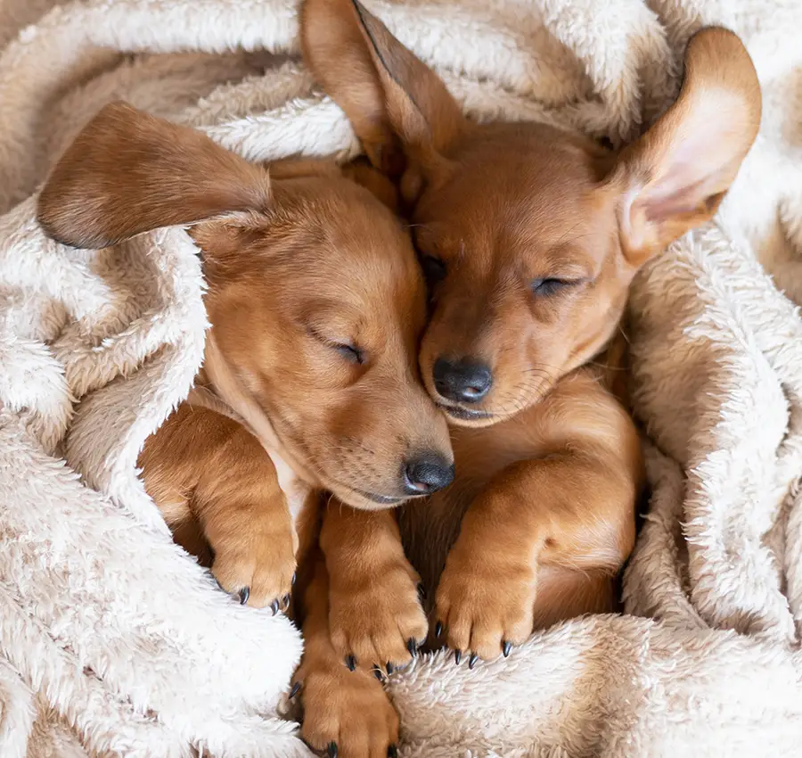 Two puppies cuddling in a blanket