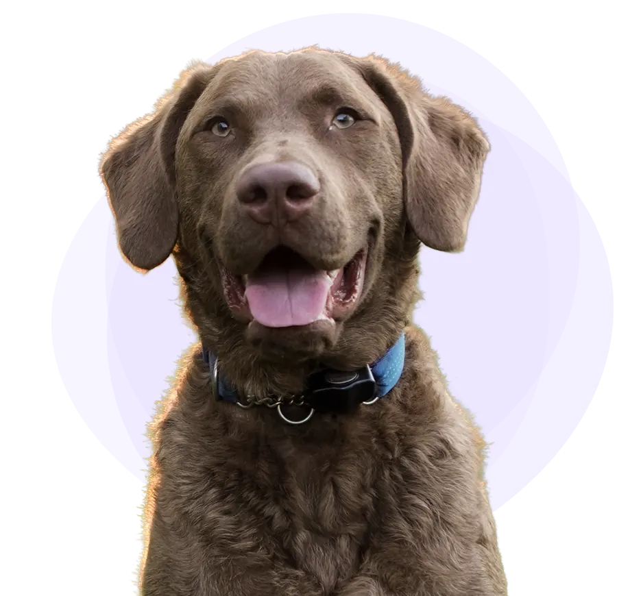 Flat-Coated Retriever dog