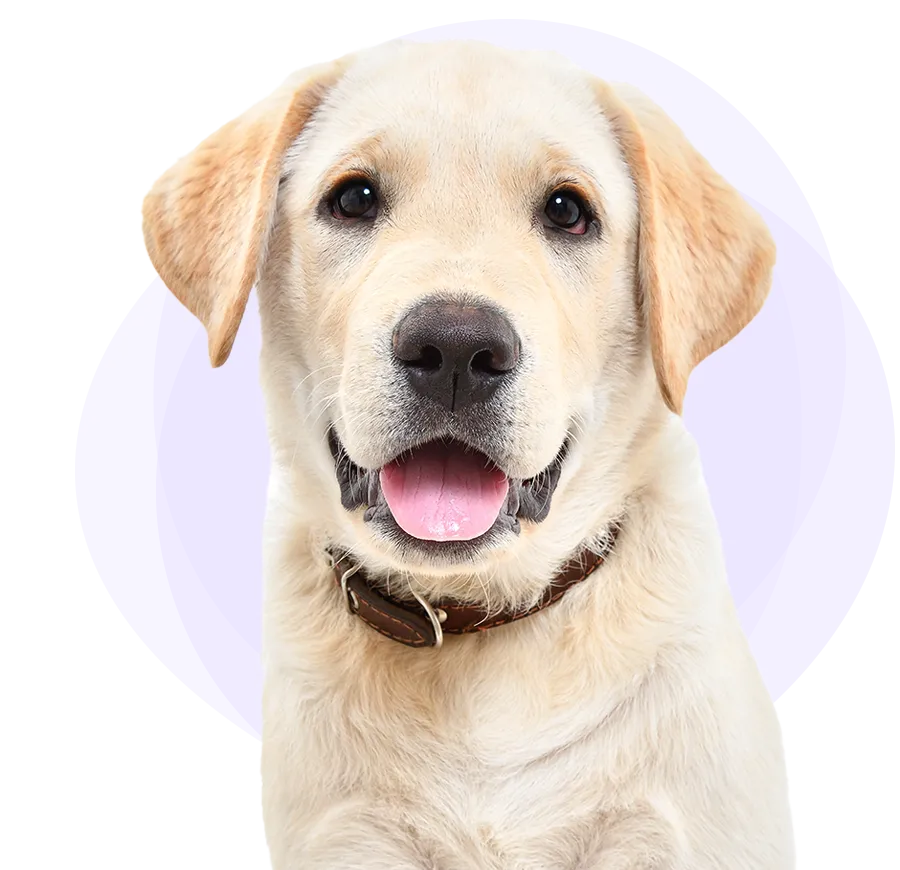A Yellow Lab with its tongue hanging out