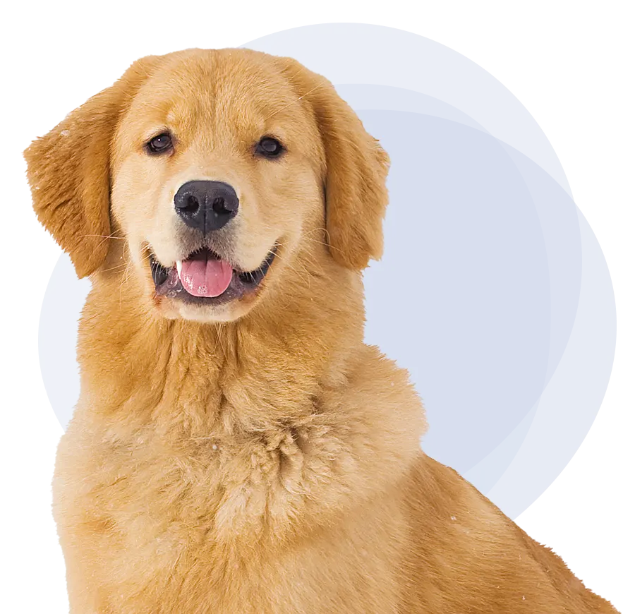Golden Retriever with tongue poking out