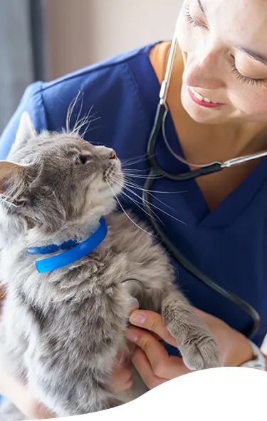 A veterinarian holding a gray cat
