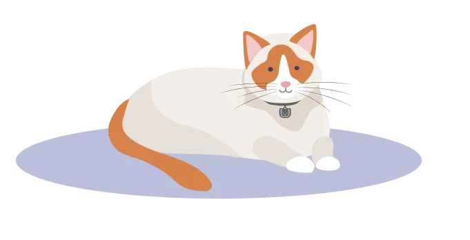 Illustration of a dog with a bone in its mouth ready for the best dog insurance plan