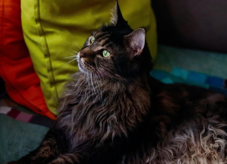 Un chat Maine Coon paresseux à côté de quelques oreillers.