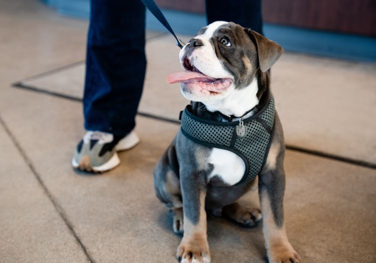 A young dog wearing a harness sitting while on a leash in a vet hospital lobby.
