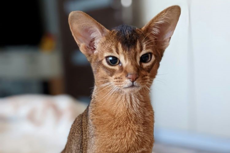 Abyssinian kitten sitting on a bed
