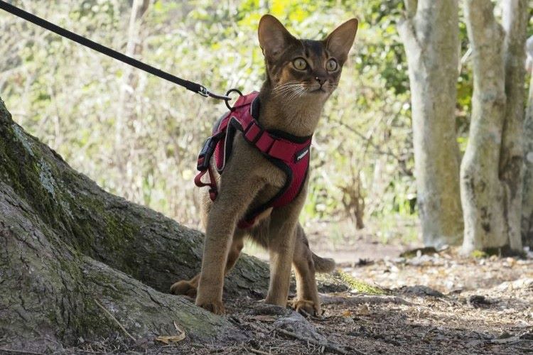 Abysinian cat walking outside